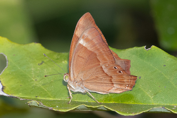 Abisara bifasciata angulata-5929  - Doi-Suthep - 26/03/24