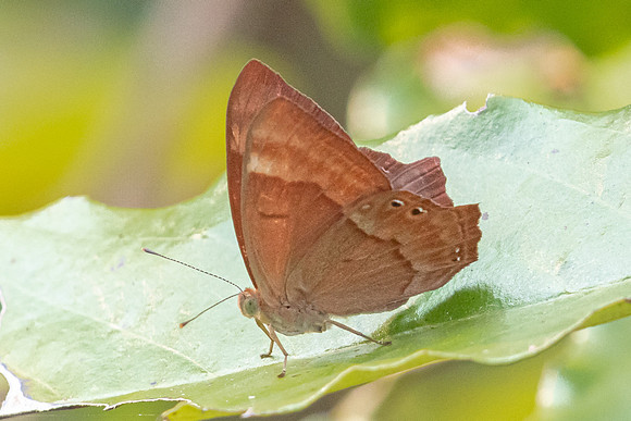 Abisara bifasciata angulata-5925 - Doi-Suthep - 26/03/24
