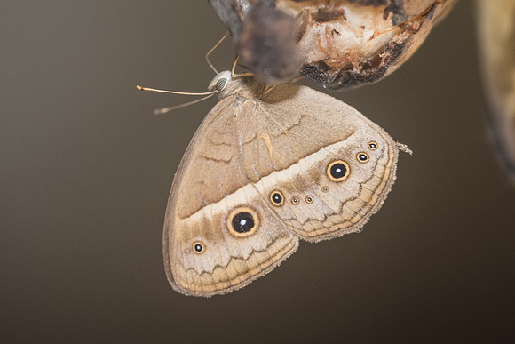 Mycalesis gotama charaka-9837 - Chiang Dao - 16/11/23