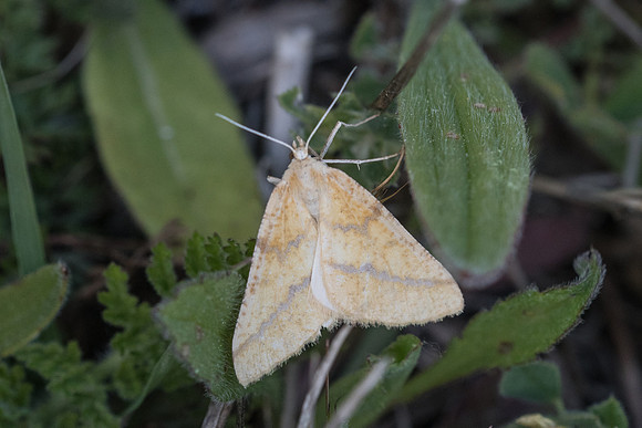 Aspitates ochrearia_1467