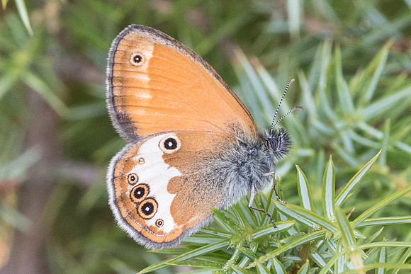 Coenonympha arcania-0179 Gréolieres les neiges 27/06/20