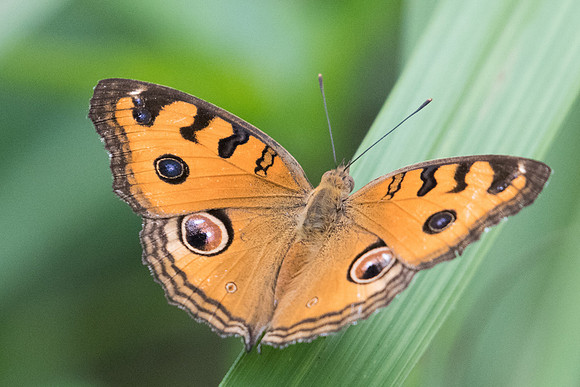 Junonia almana-2713- Koh samui -  19/03/23