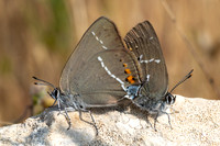 Satyrium spini-9431 - Artigues - 8/06/25