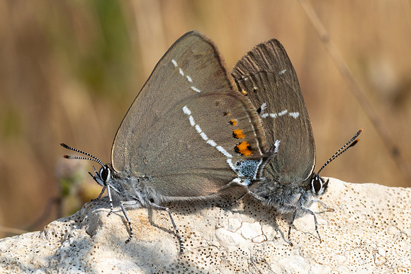 Satyrium spini-9431 - Artigues - 8/06/25