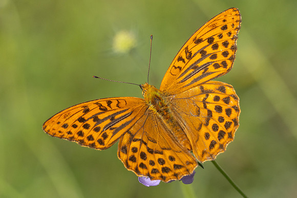 Argynnis paphia-8301 - Croissy Beaubourg - 3/08/24