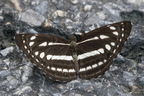 Neptis nata id--8121 - Chiang Dao - 14/11/23