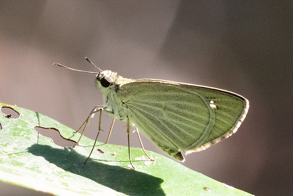 Suada swerga-5982 - Doi-Suthep - 26/03/24