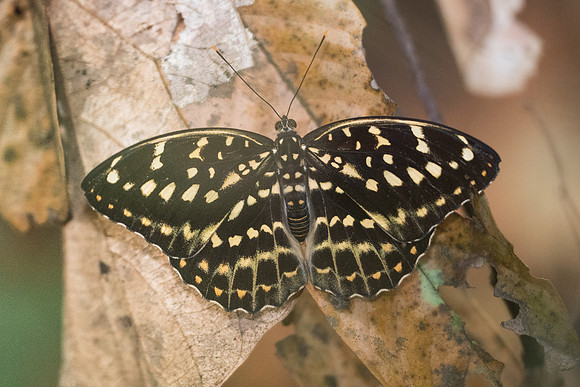 Lexias pardalis dirteana ♀-6046 - Doi-Suthep 14/03/23