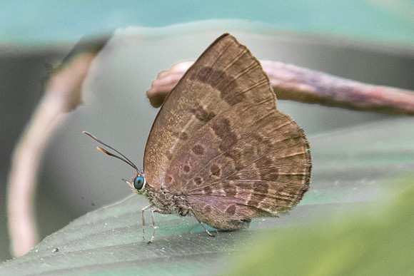 Arhopala asinarus tonguva-2666 - Koh Samui - 19/03/23
