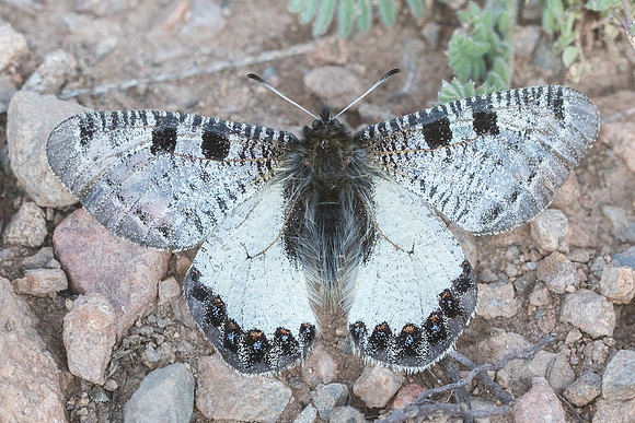 Archon apollinus ♂-4585 - Alexandroupoli - 12/04/22