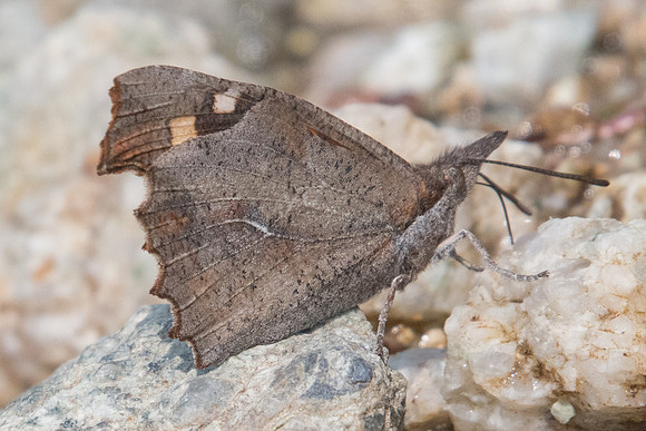 Libythea celtis-9286 - Corse - 17/06/23