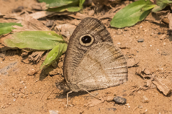 Ypthima akbar -9778 - Chiang Dao 11/03/23