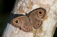 Ypthima sp-3742 - Chiang Rai - 20/11/23