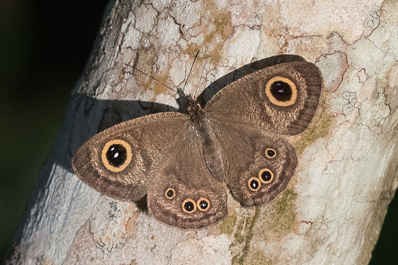 Ypthima sp-3742 - Chiang Rai - 20/11/23