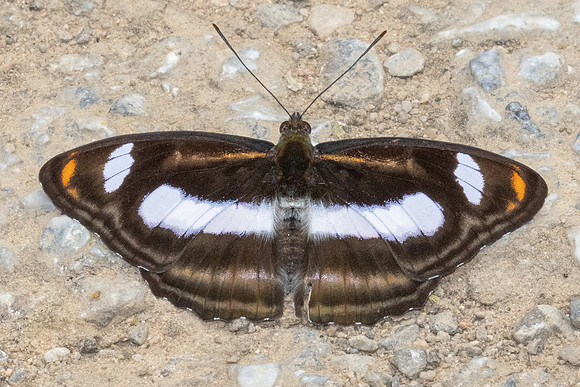 Athyma cama-3859 - Chiang Dao - 19/03/24