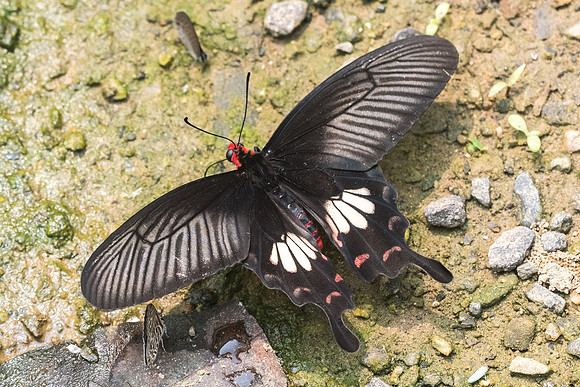 Pachliopta aristolochiae ganiopeltis-0216 - Chiang Dao - 11/03/23
