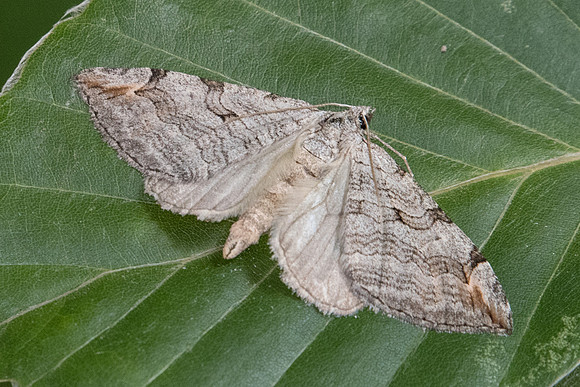 Aplocera plagiata - 7491 - Fontainebleau - 27/08/22
