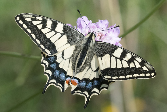 Papilio machaon-8734 - Corte - 16/06/23
