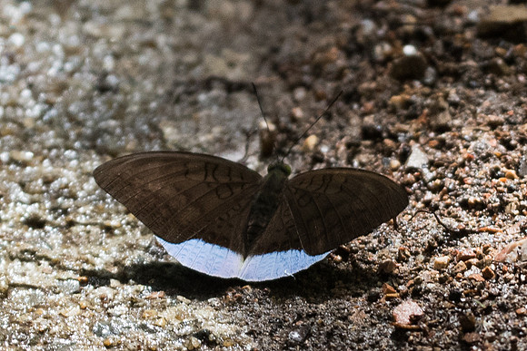 Tanaecia julii xiphiones-6480  - Railay - 25/11/23