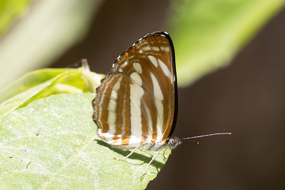 neptis clinia-5290 - Doi Inthanon - 26/03/25