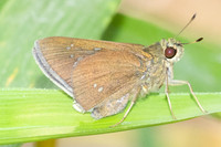 Caltoris bromus-6645 - Chiang mai - 29/03/25