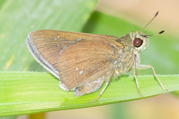 Caltoris bromus-6645 - Chiang mai - 29/03/25