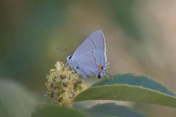 24102017-DSC_6336 strymon melinus id?