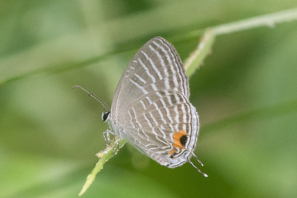 Jamides sp-4174 - Krabi - 22/11/23