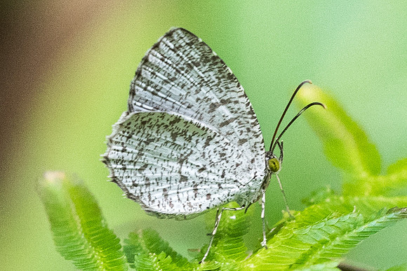 Allotinus horsfieldi permagnus-4910 - Phanom Bencha Mountain - 23/11/23