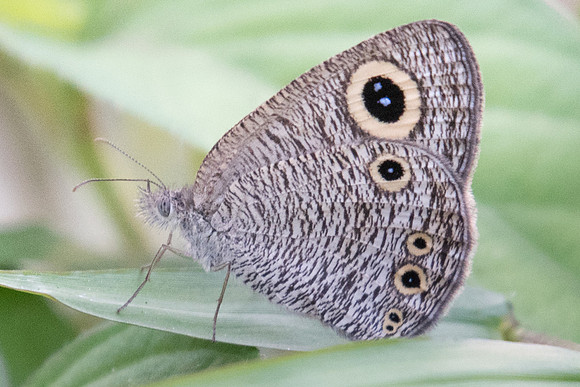 Ypthima huebneri +-9695 - Koh Samui - 16/03/23