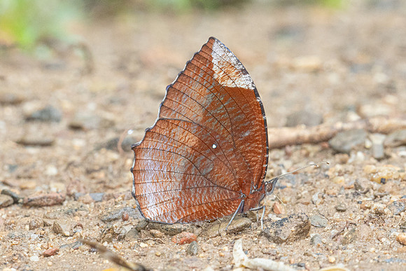 Elymnias hypermnestra tinctoria-2051
