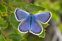 Plebejus argus-7782