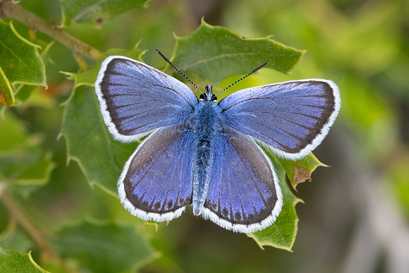 Plebejus argus-7782