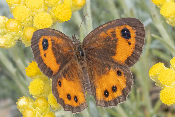 Pyronia bathseba-7876 - Castellet - 2/06/25