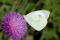 Pieris brassicae-8315 - Puy de Rians - 3/06/25
