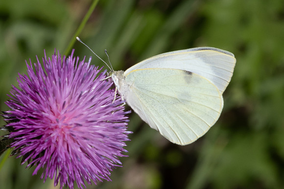 Pieris brassicae-8315 - Puy de Rians - 3/06/25