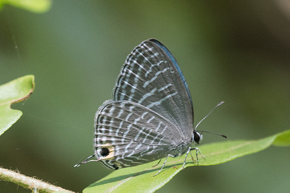 Jamides alecto id--3193 - Chiang Rai - 19/11/23