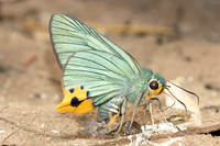 Choaspes benjaminii-1907- Chiang Dao - 19/03/25
