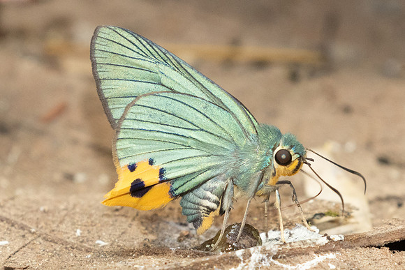 Choaspes benjaminii-1907- Chiang Dao - 19/03/25