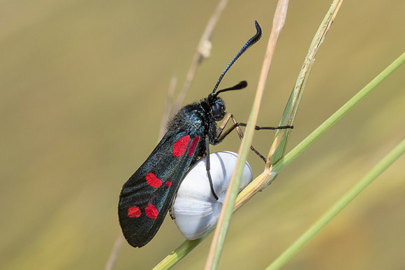 Zygaena-8991