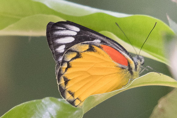 Delias descombesi descombesi-4287 - Chiang Mai - 8/03/23