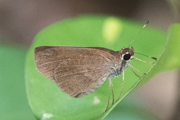 Lerodea eufala --1510