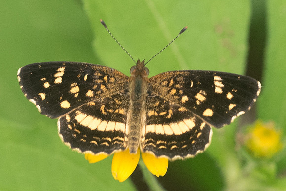 anthanassa tulcis-1167