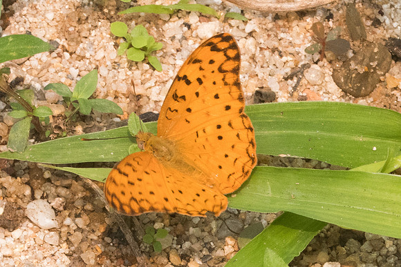 Phalanta phalantha phalantha-3639- Chiang dao - 12/03/23