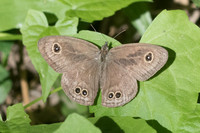 Ypthima sp-2887 - Chiang Rai - 18/11/23