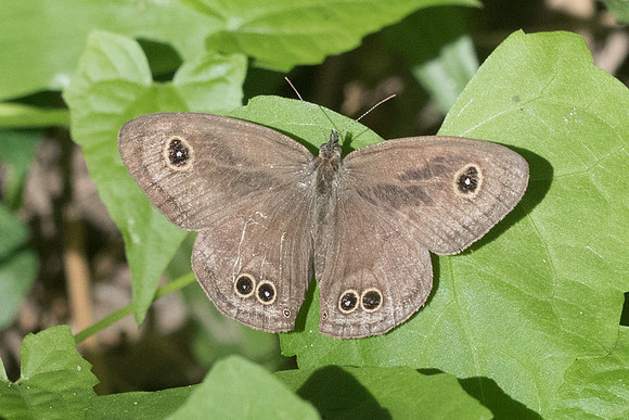Ypthima sp-2887 - Chiang Rai - 18/11/23