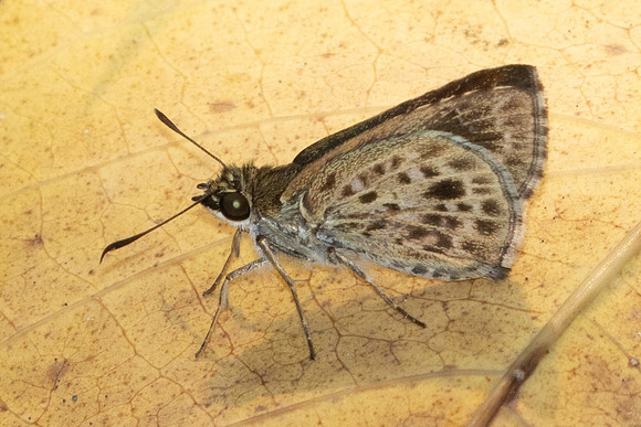 Sovia albipectus-0528 - Chiang Dao - 16/03/24