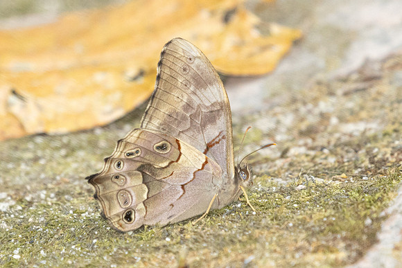 Lethe chandica-3521 -  Doi Inthanon - 23/03/25