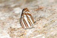 Neptis yerburii-5236
