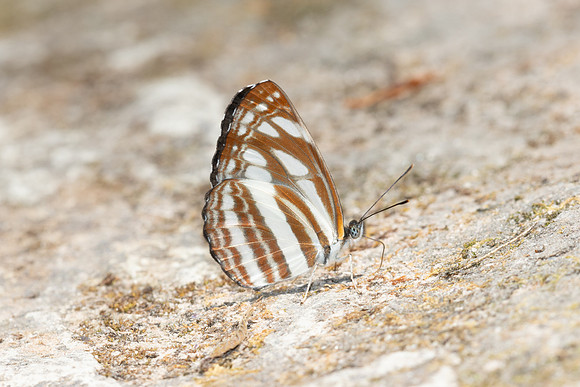 Neptis yerburii-5236